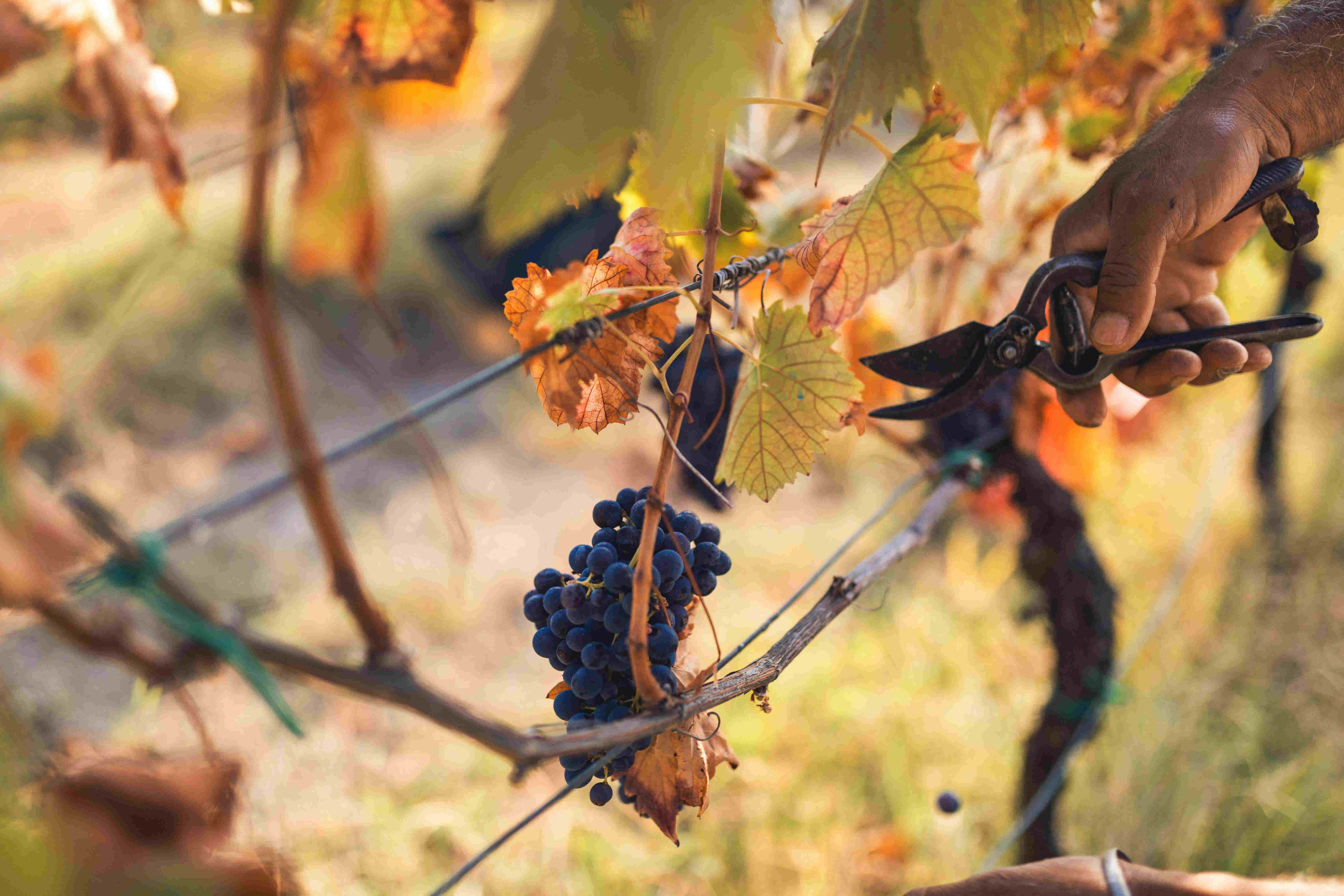 Pick the perfect bushel of photos when you choose these great red grapes in a vineyard