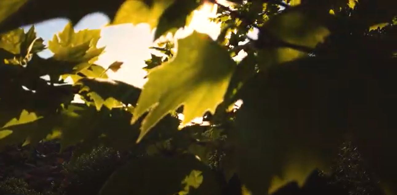 Sunshine through green tree leaves stock video