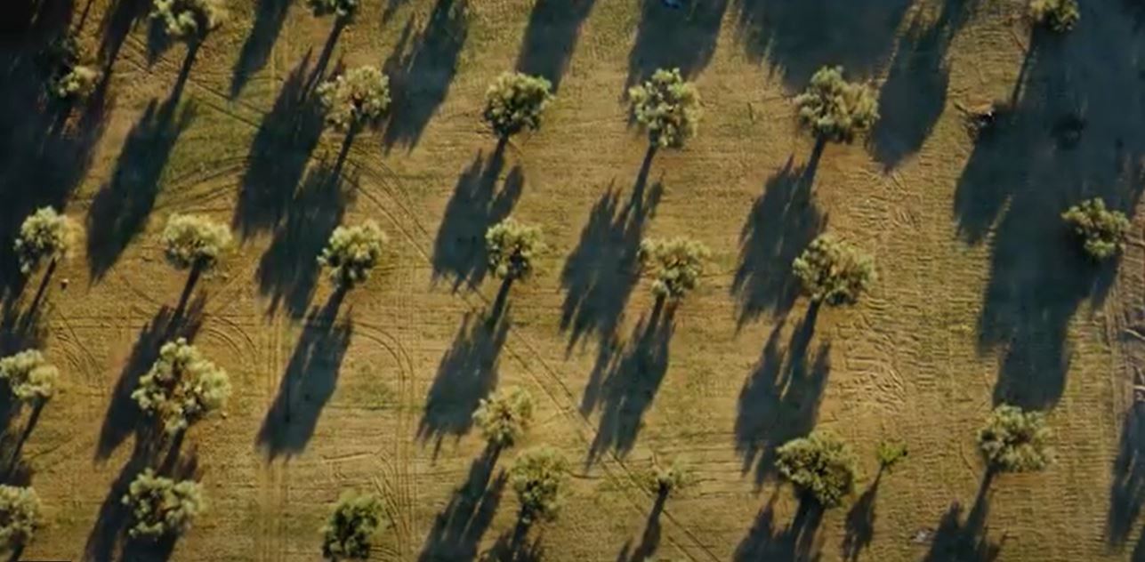 Free stock videos of aerial olive oil trees!