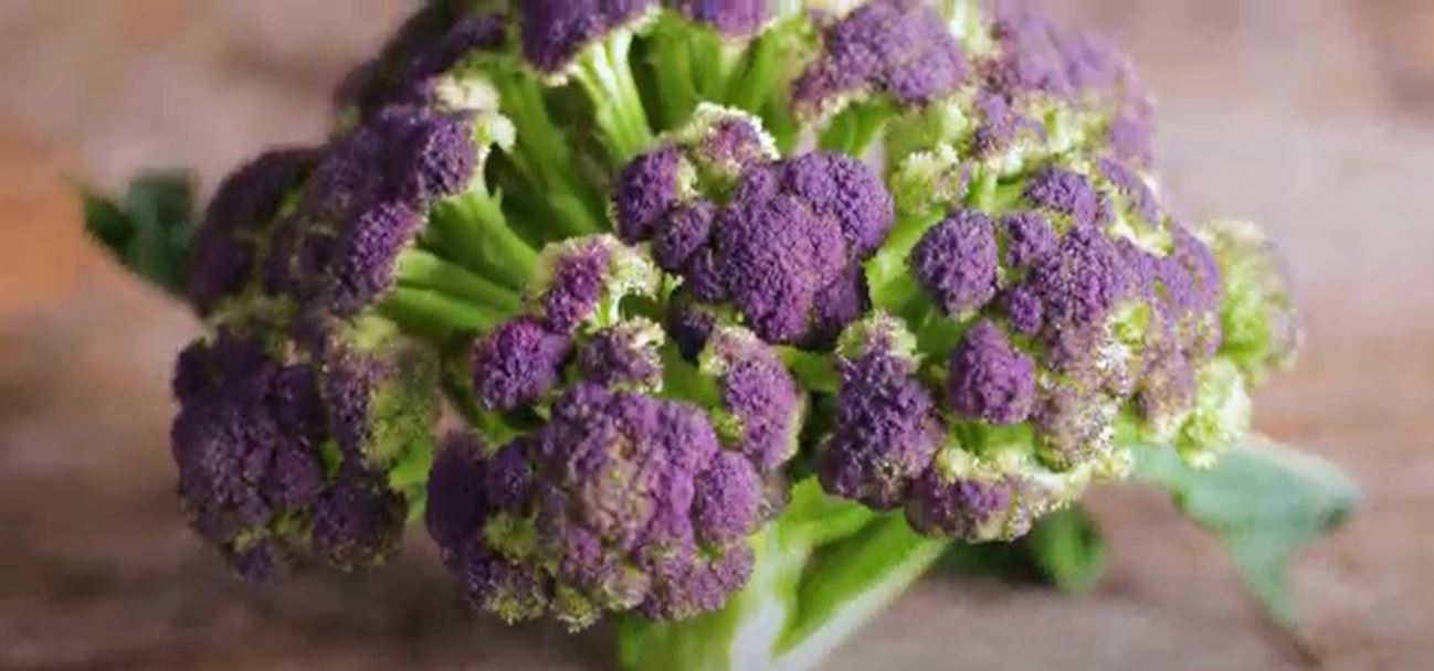 Stock footage of purple broccoli close-up