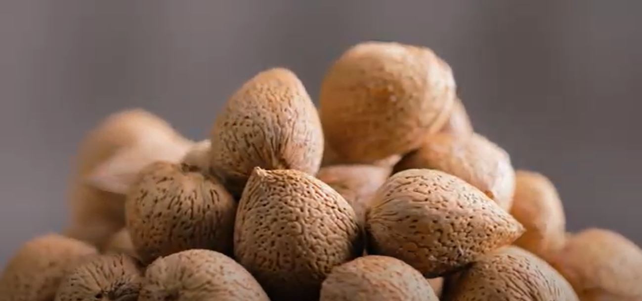 Stock footage of a macro view of almonds in shell