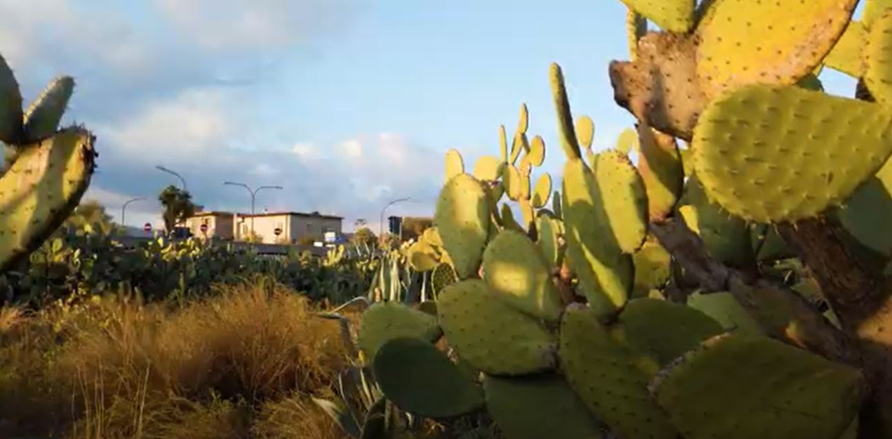 Free stock footage of prickly pear cactus